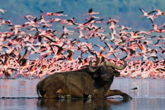 Nakuru National Park