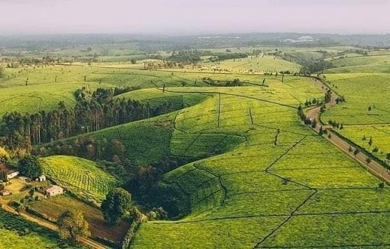 Tigoni Tea Farms